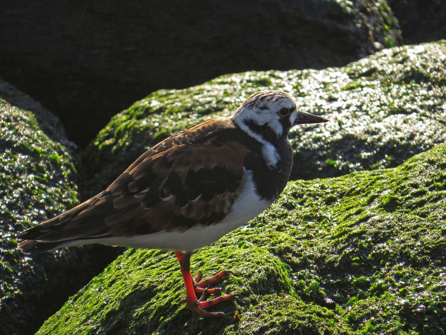 Turnstone 1500 5-14-2017 200P.jpg