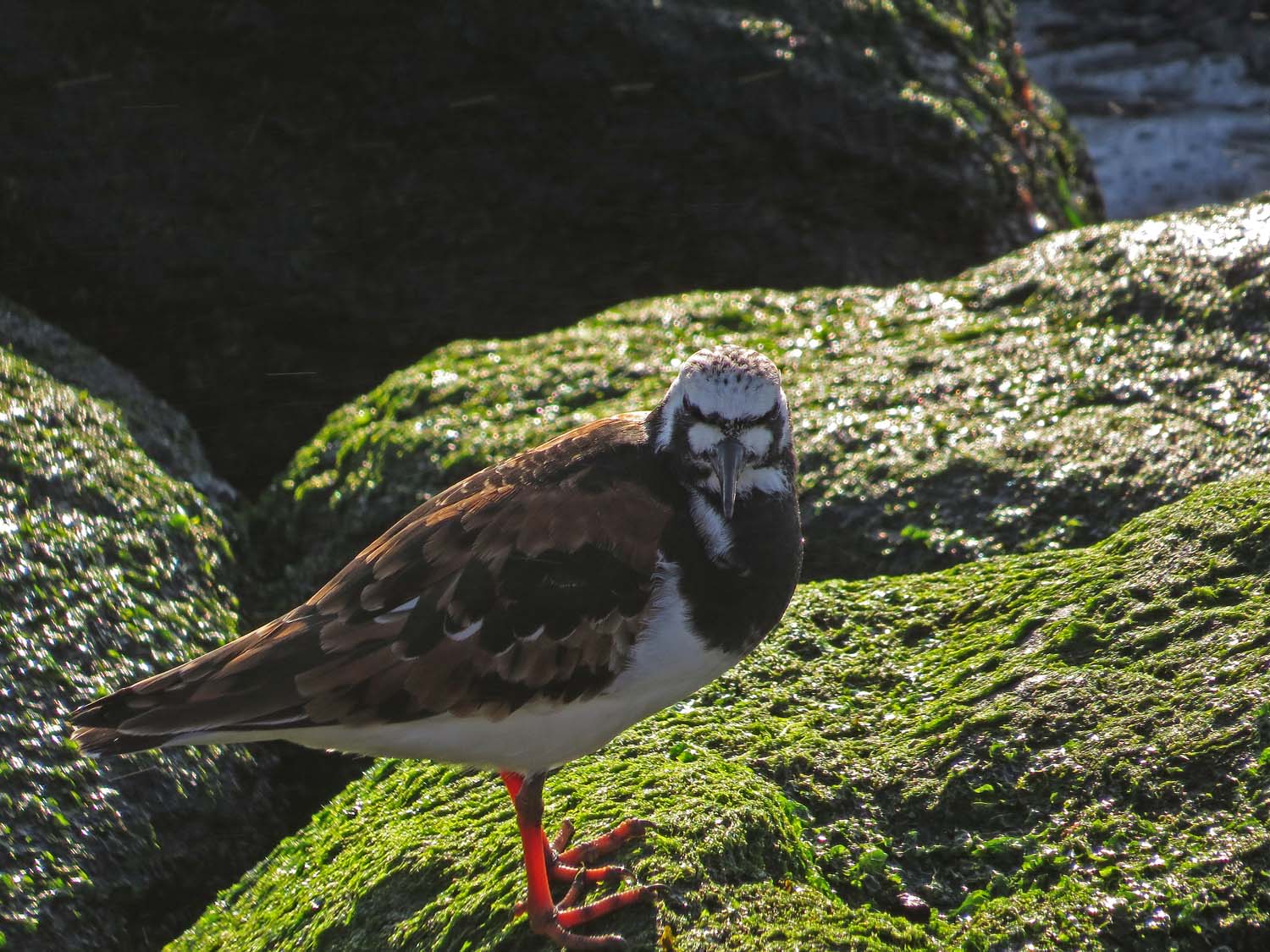 Turnstone 1500 5-14-2017 206P.jpg