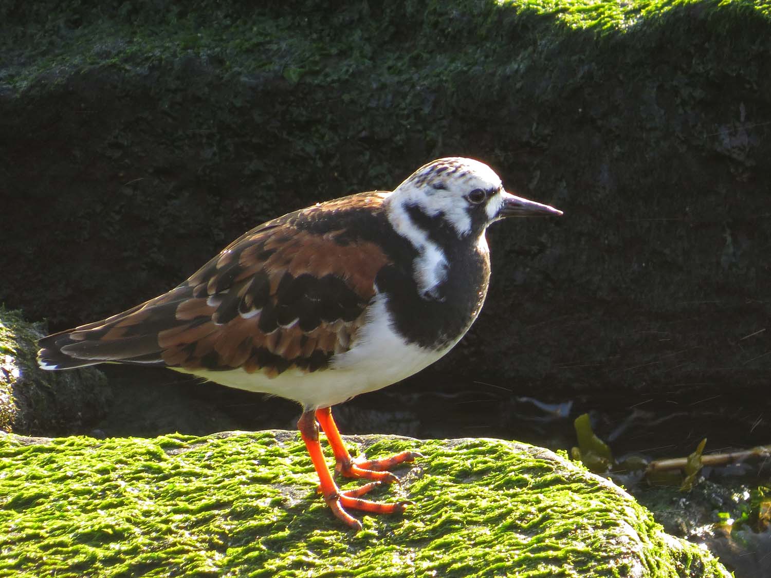 Turnstone 1500 5-14-2017 212P.jpg