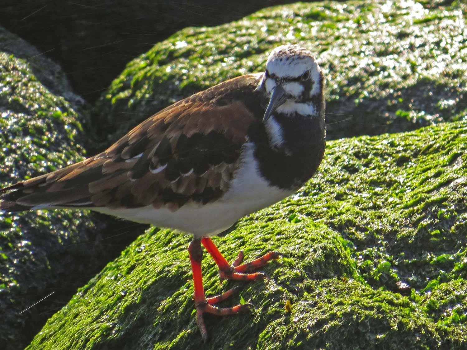 Ruddy turnstone, May 14, 2017, the Rockaways