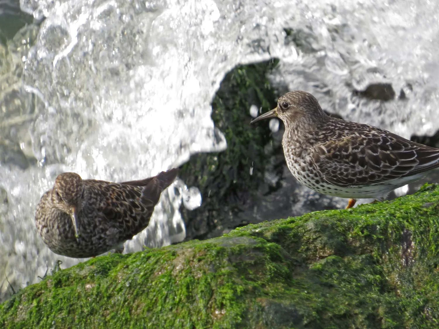 Purple sandpipers, Governors Island, May 12, 2017