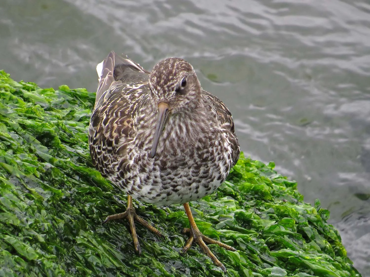 Purple sandpiper, Governors Island, May 20, 2017