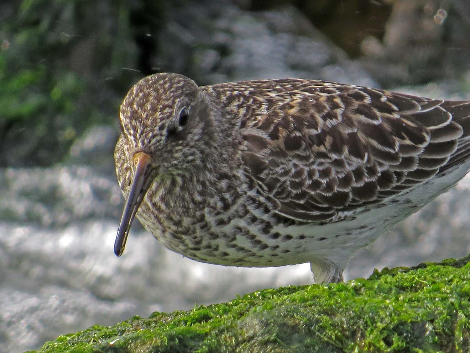 Purple Sandpiper 1500 5-12-2017 124P.jpg