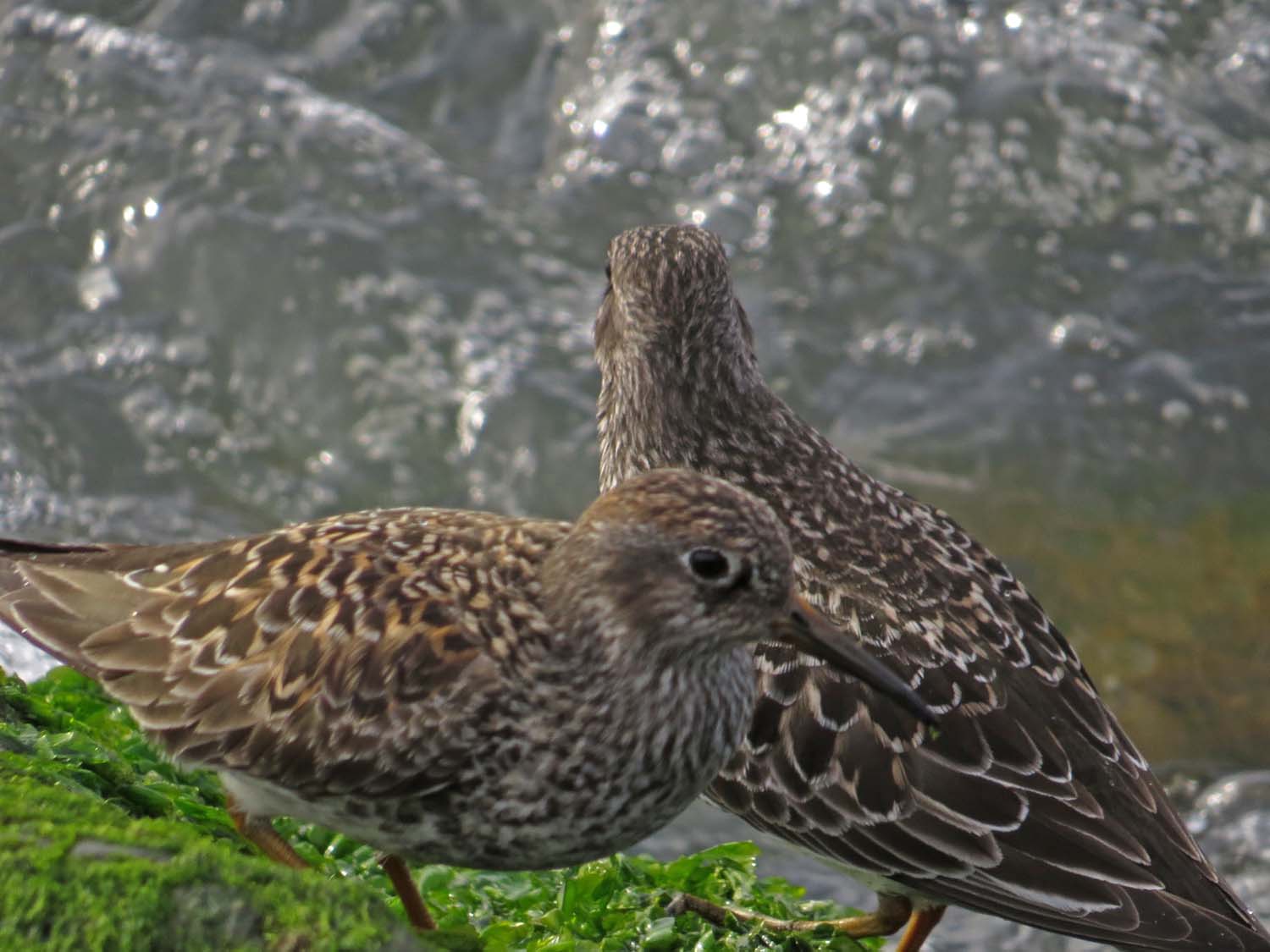 Purple Sandpiper 1500 5-12-2017 135P.jpg