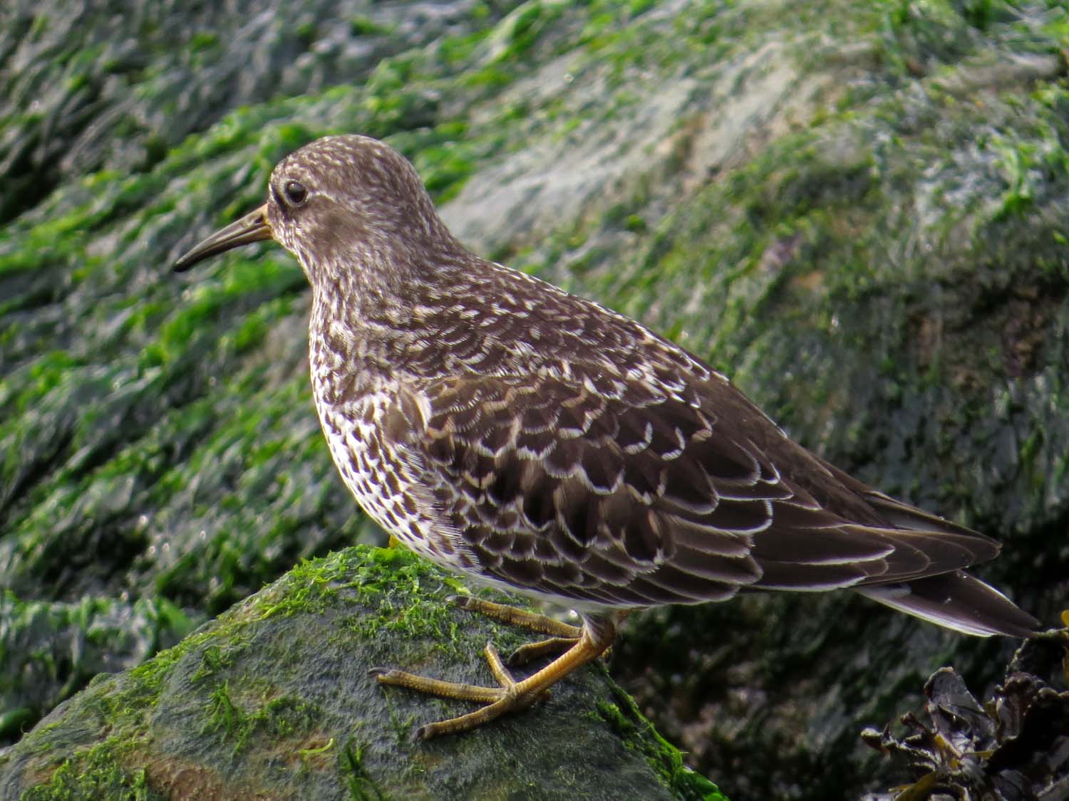 Purple Sandpiper 1500 5-12-2017 152P.jpg