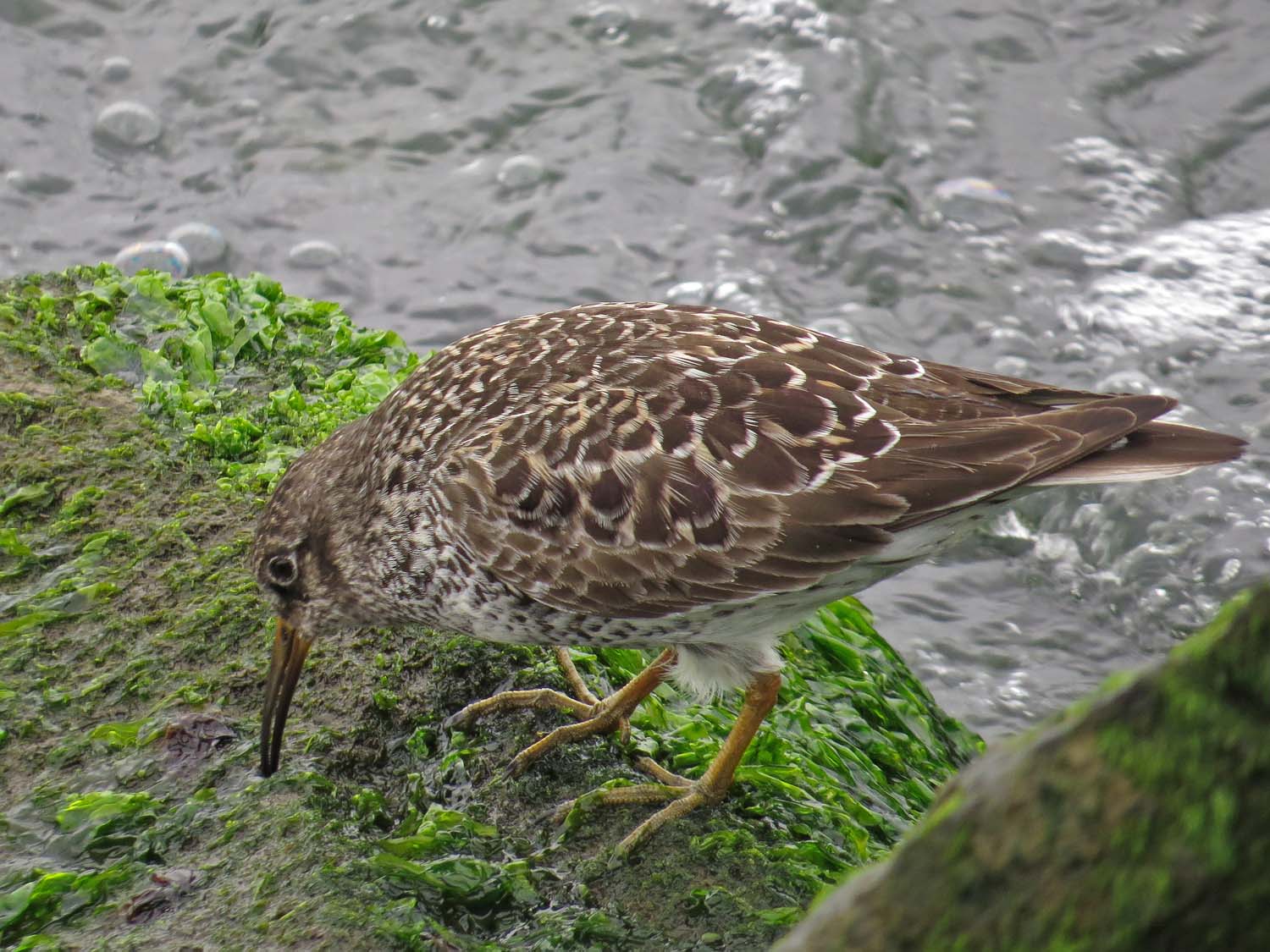 Purple Sandpiper 1500 5-20-2017 098P.jpg