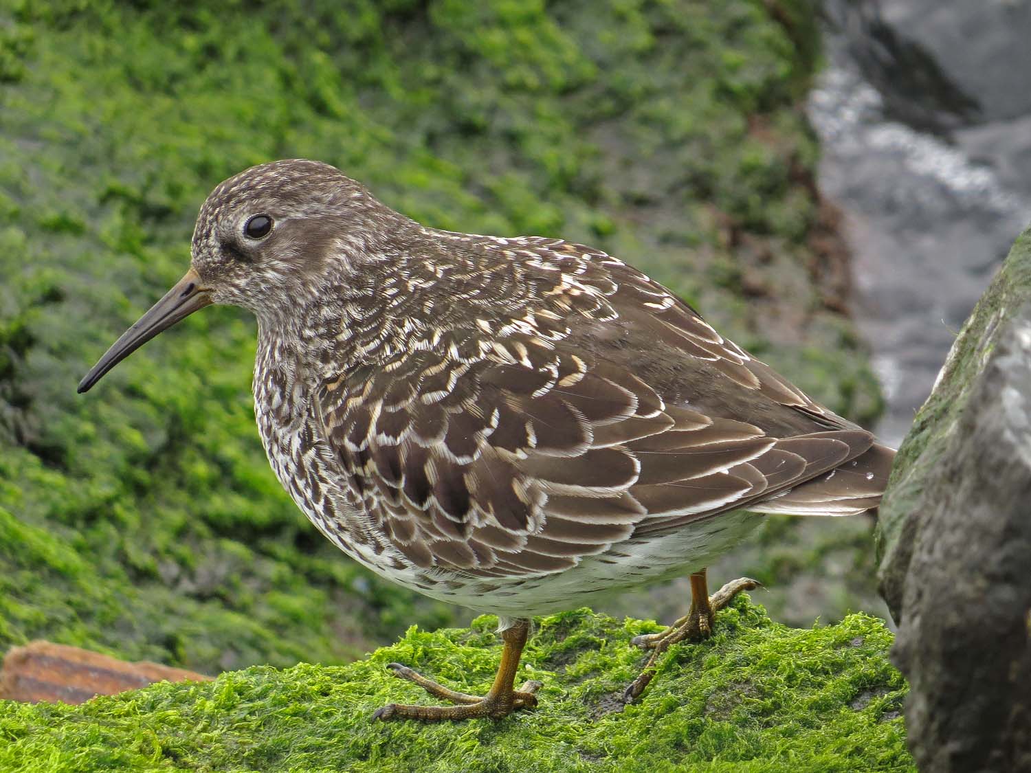 Purple Sandpiper 1500 5-20-2017 340P.jpg