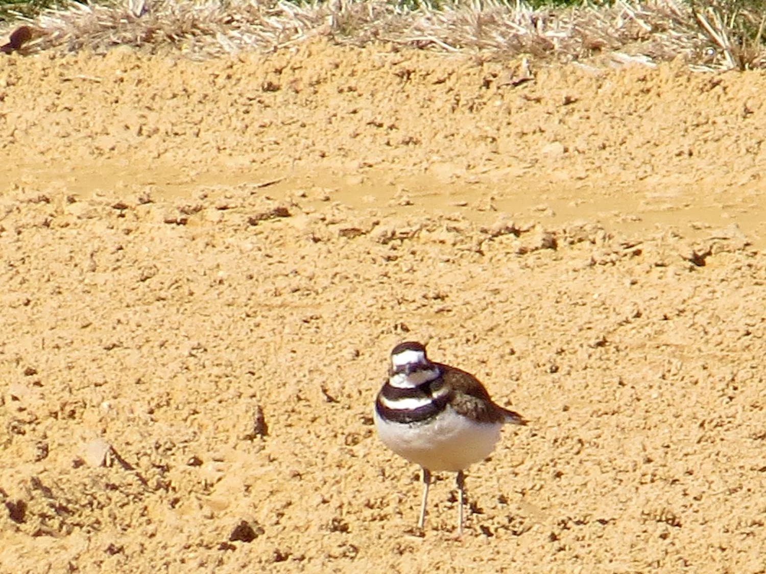 Killdeer, Central Park North Lawn, Feb. 24, 2017