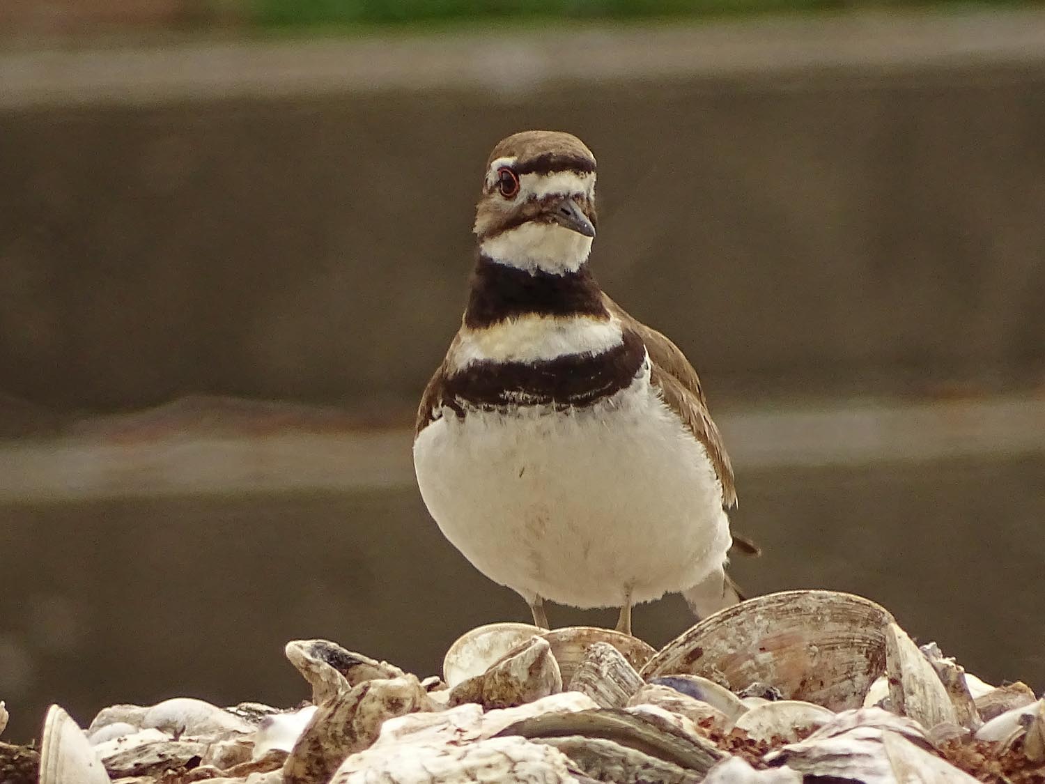 Killdeer 1500 5-27-2017 116P.jpg