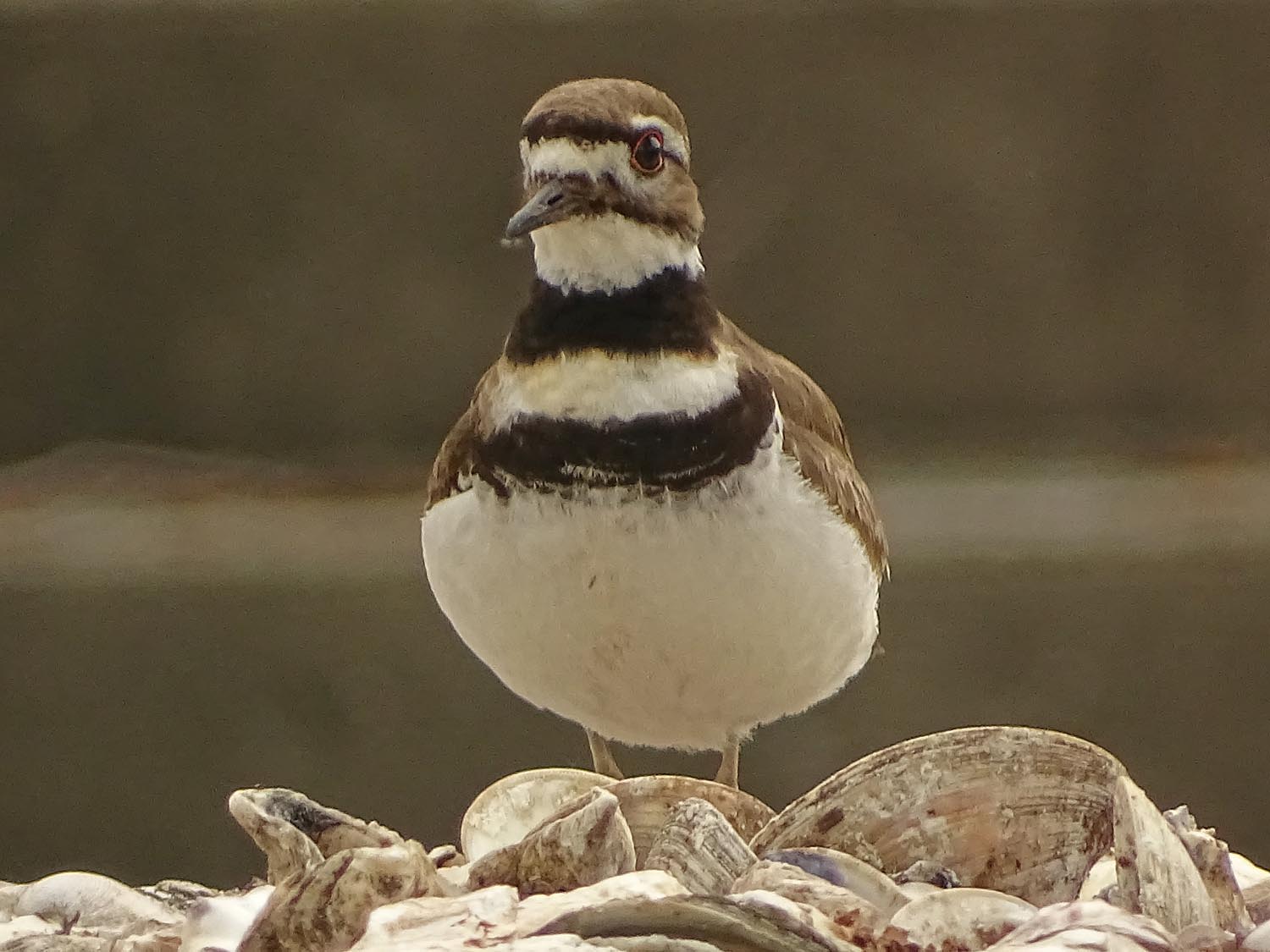 Killdeer 1500 5-27-2017 121P.jpg