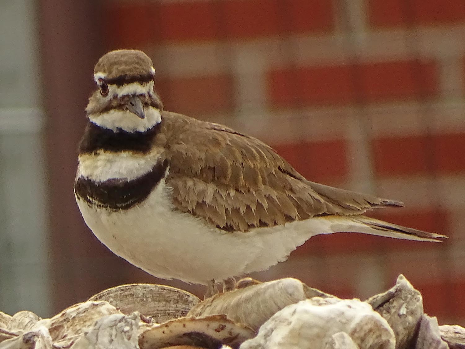 Killdeer 1500 5-27-2017 144P.jpg