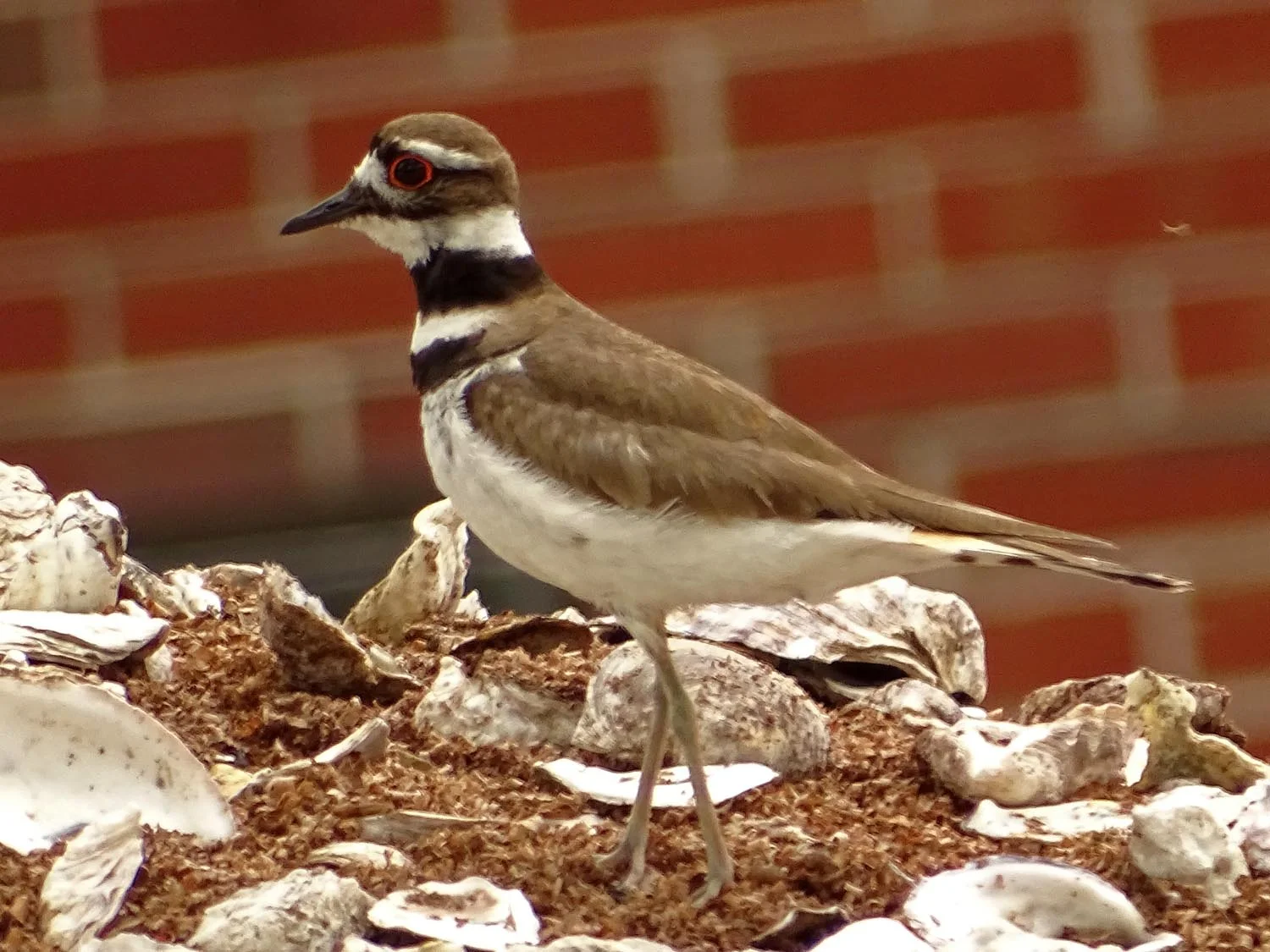 Killdeer, Governors Island, May 27, 2017