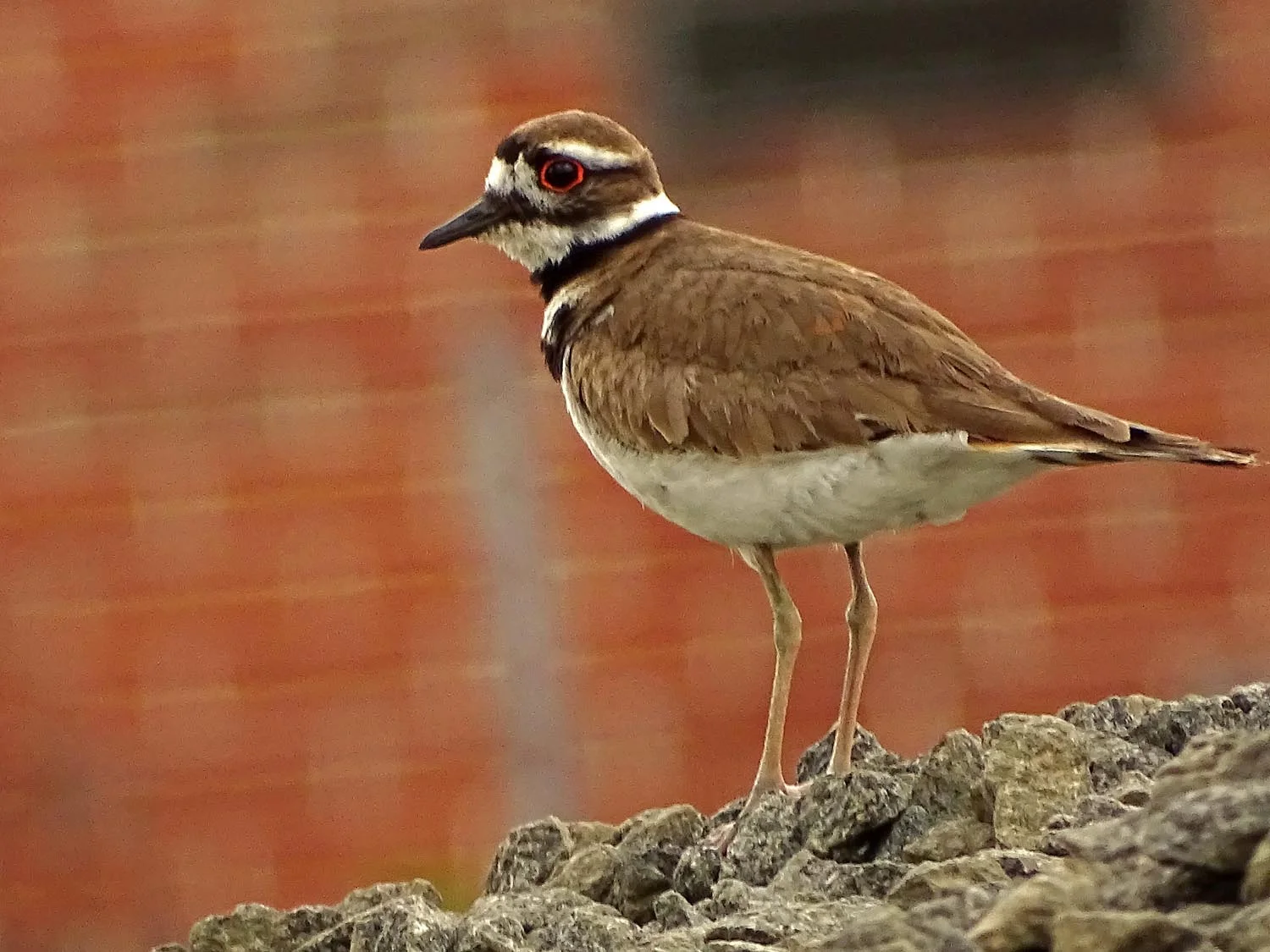 Killdeer, Governors Island, May 27, 2017
