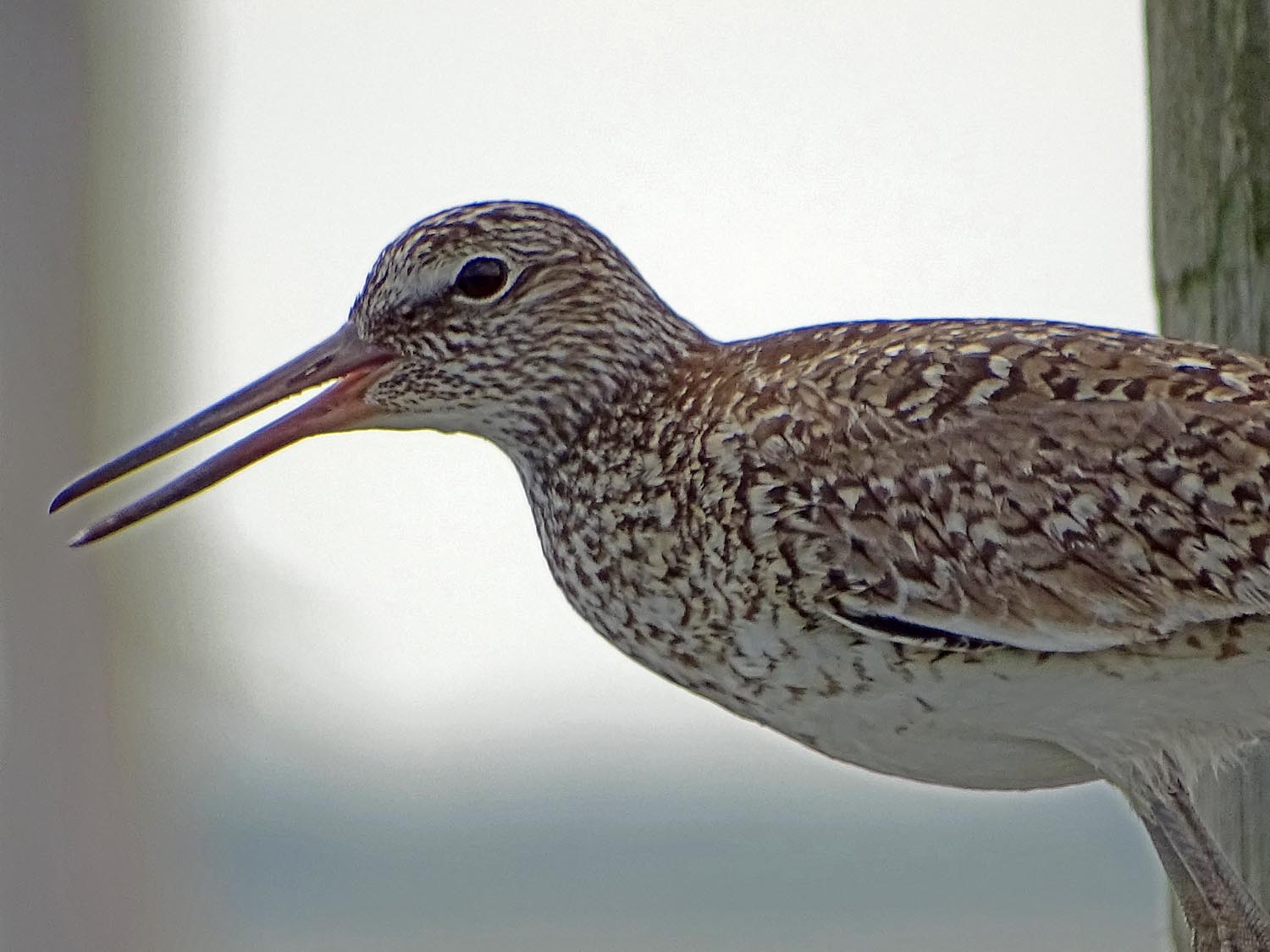 Willet 1500 6-1-2017 JB 141P.jpg