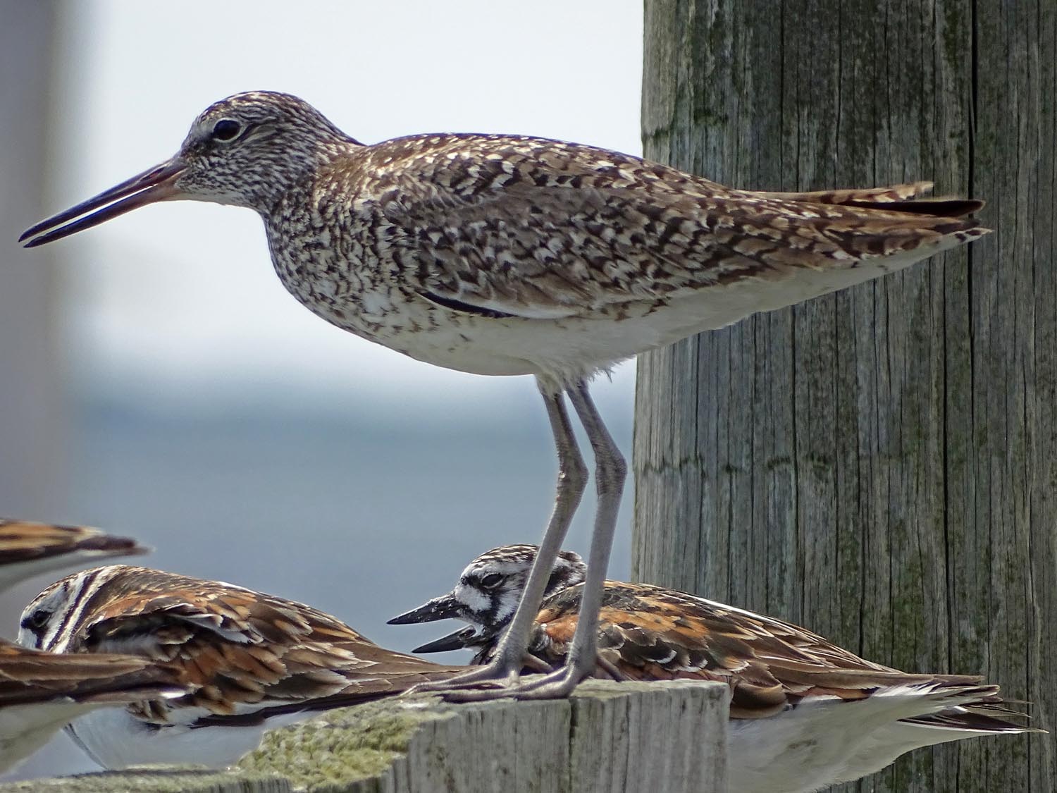 Willet 1500 6-1-2017 JB 151P.jpg