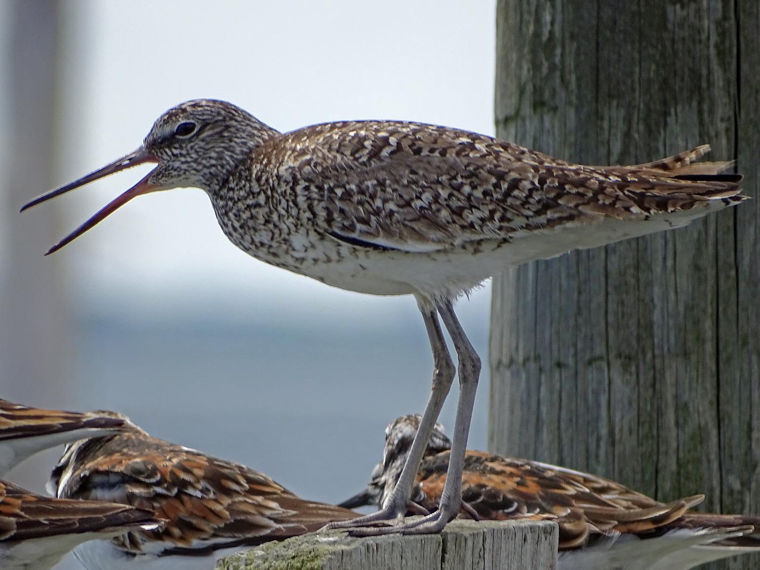 Willet 1500 6-1-2017 JB 152P.jpg