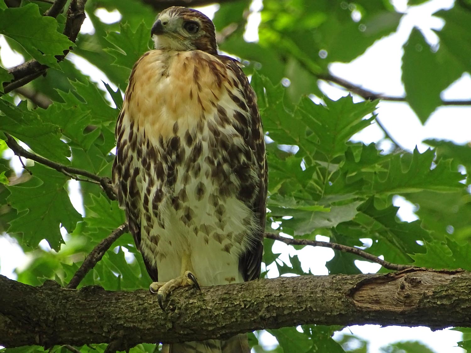 Fledgling 1500 6-2-2017 035P.jpg