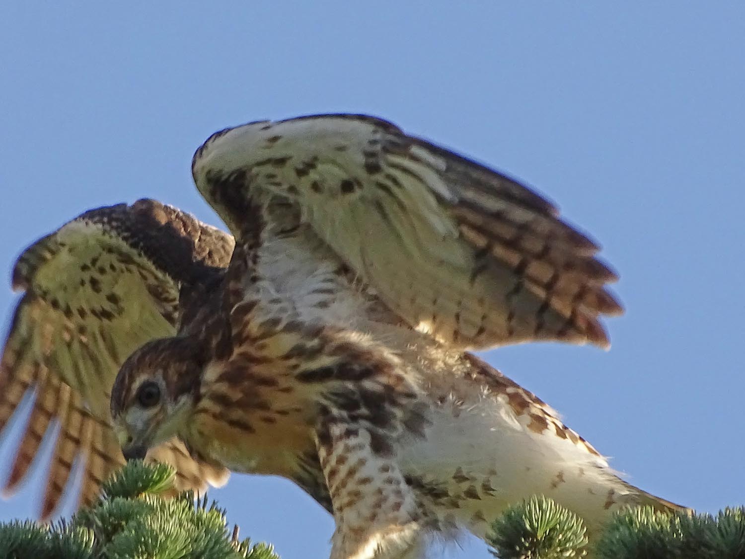 Fledgling 1500 6-2-2017 250P.jpg