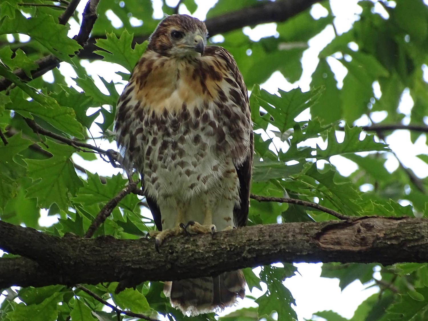 Fledgling 1500 6-2-2017 028P.jpg