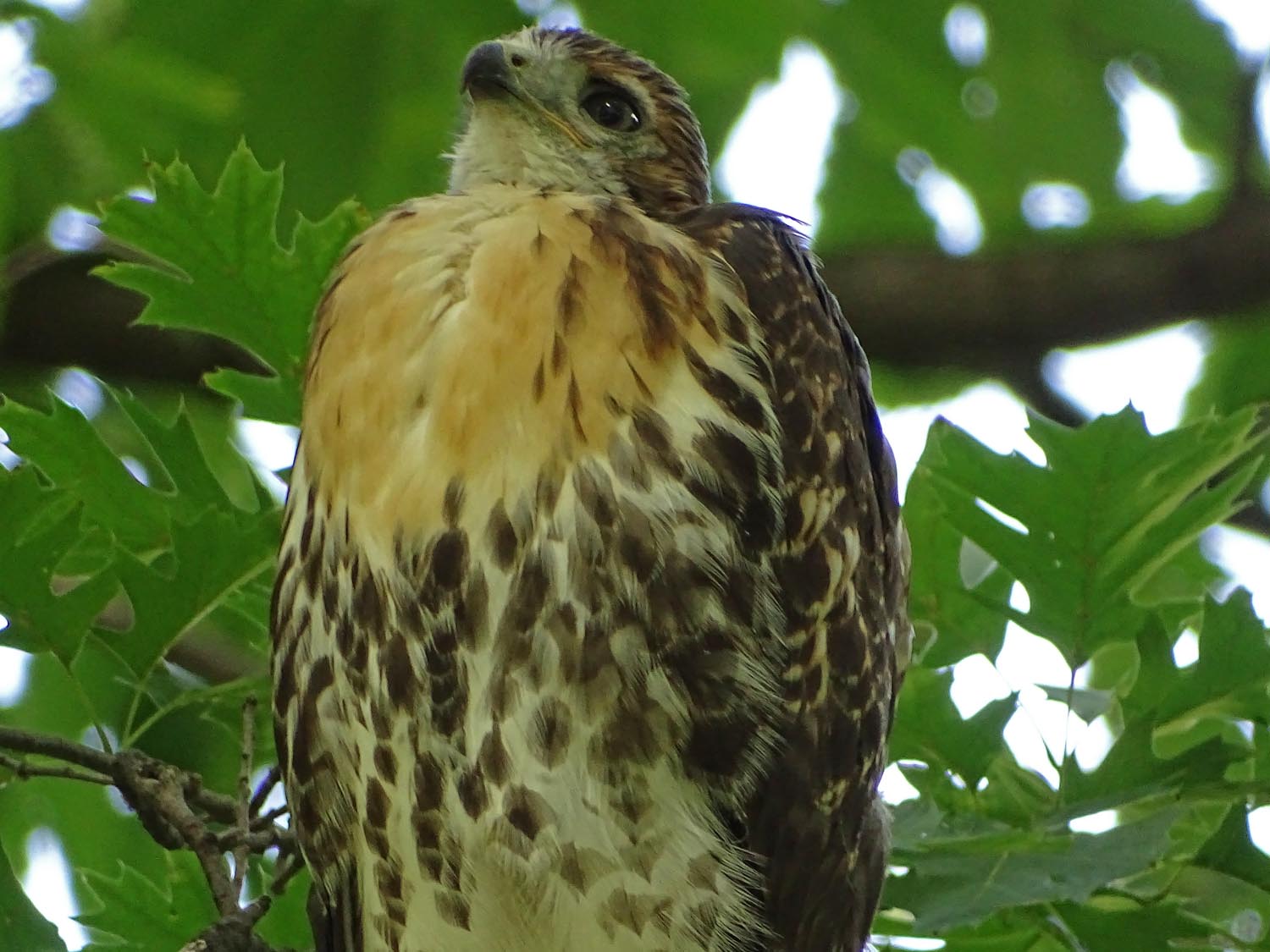 Fledgling 1500 6-2-2017 053P.jpg