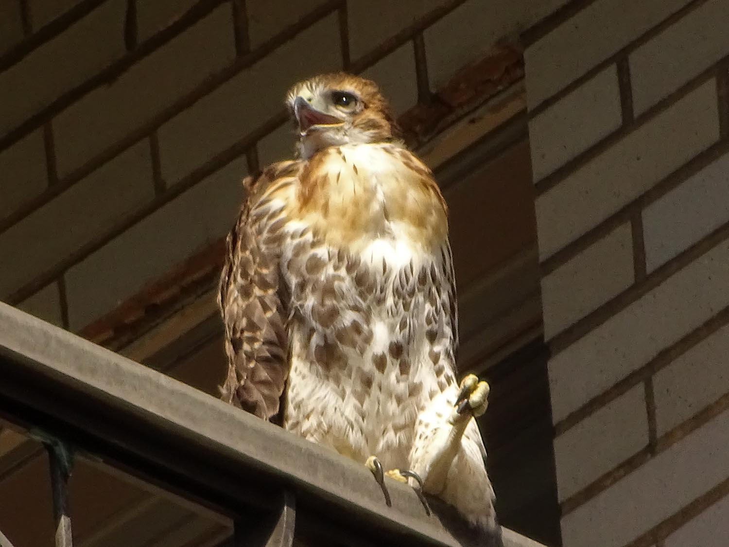 Fledgling 1500 6-2-2017 106P.jpg