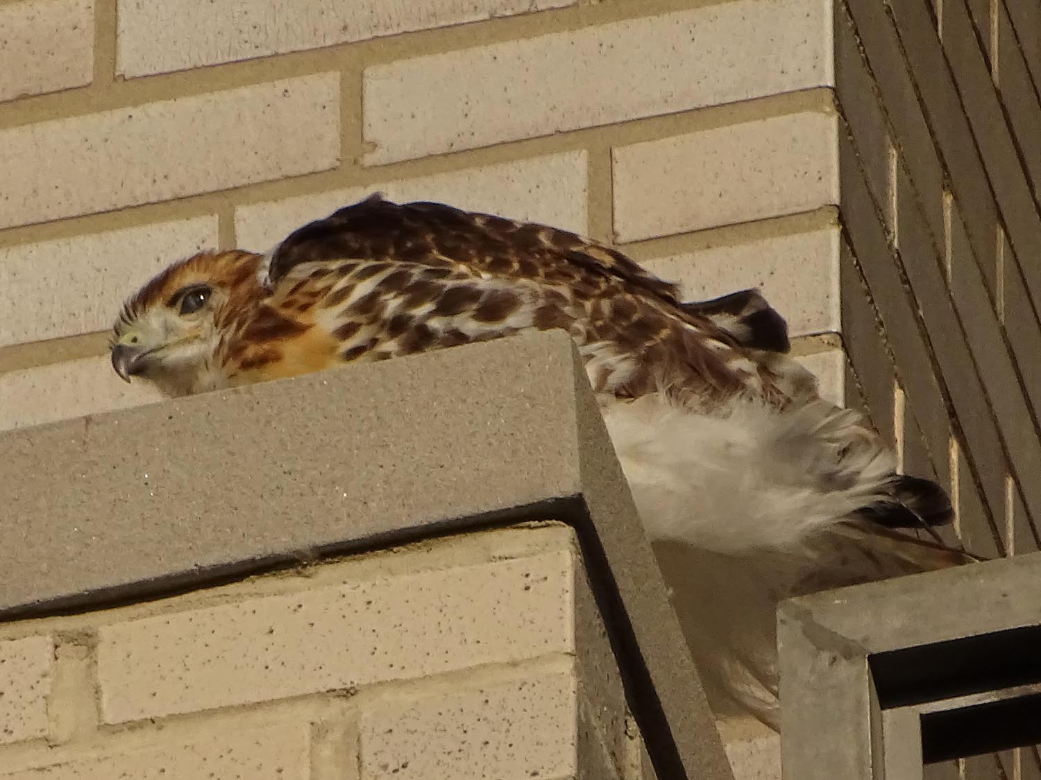 Fledgling1500 6-2-2017 218P.jpg