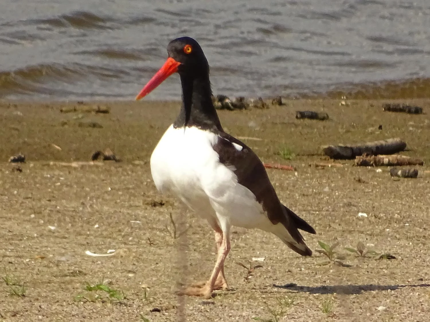 American oystercatcher, Jamaica Bay Wildlife Refuge, June 1, 2017