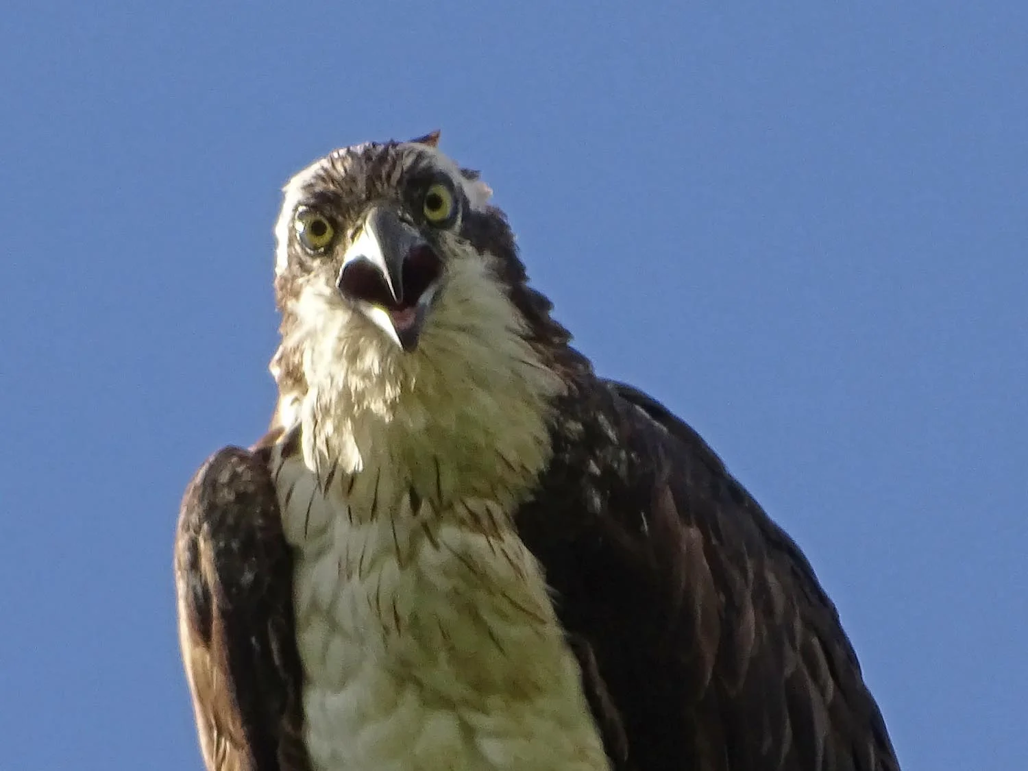 Female osprey near her nest, Jamaica Bay Wildlife Refuge, June 7, 2017