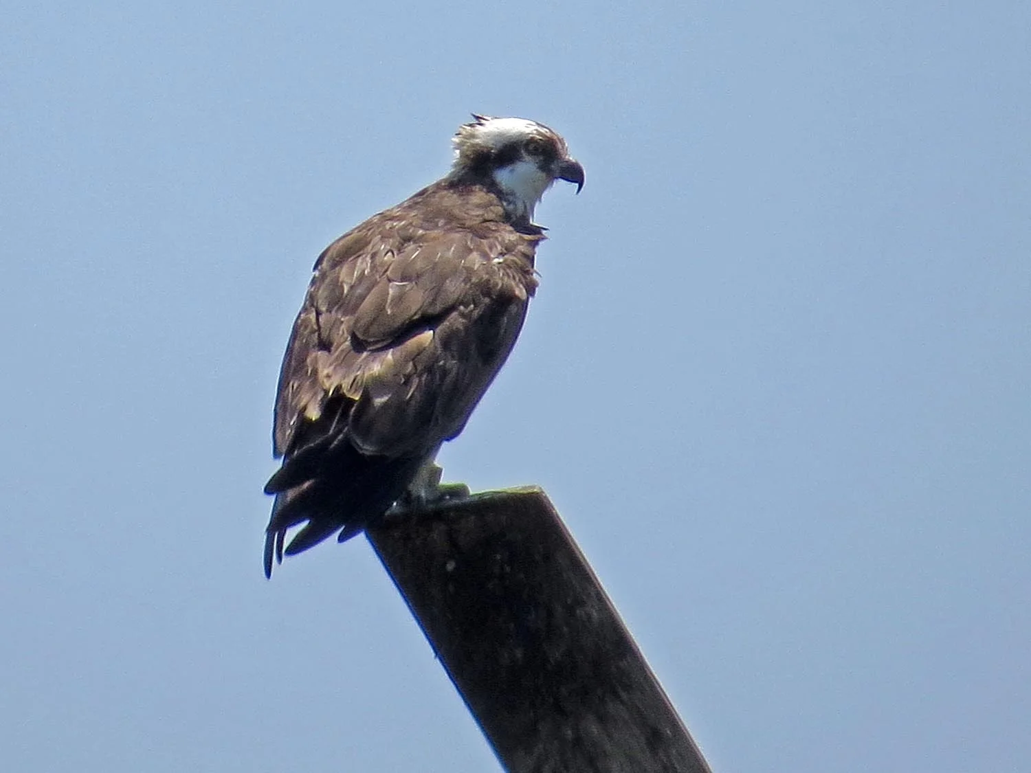 Osprey, Marine Park, July 25, 2015