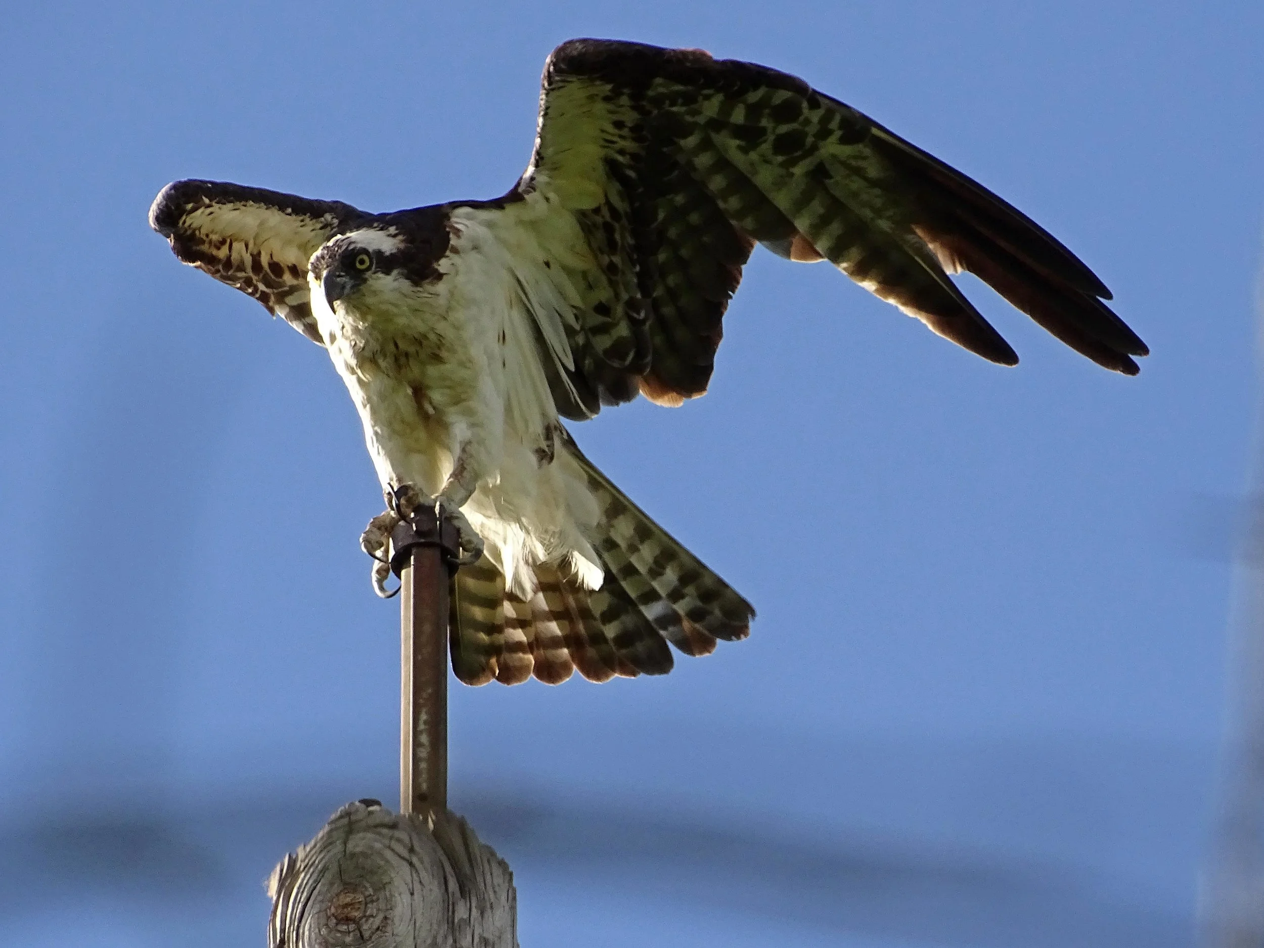 Osprey near her nest, Jamaica Bay Wildlife Refuge, June 7, 2017