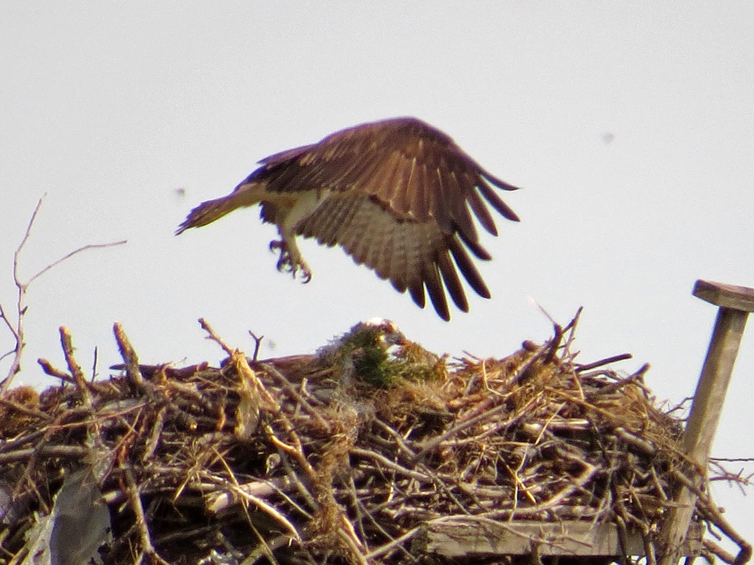 Ospreys 1500 5-16-2017 325P.jpg