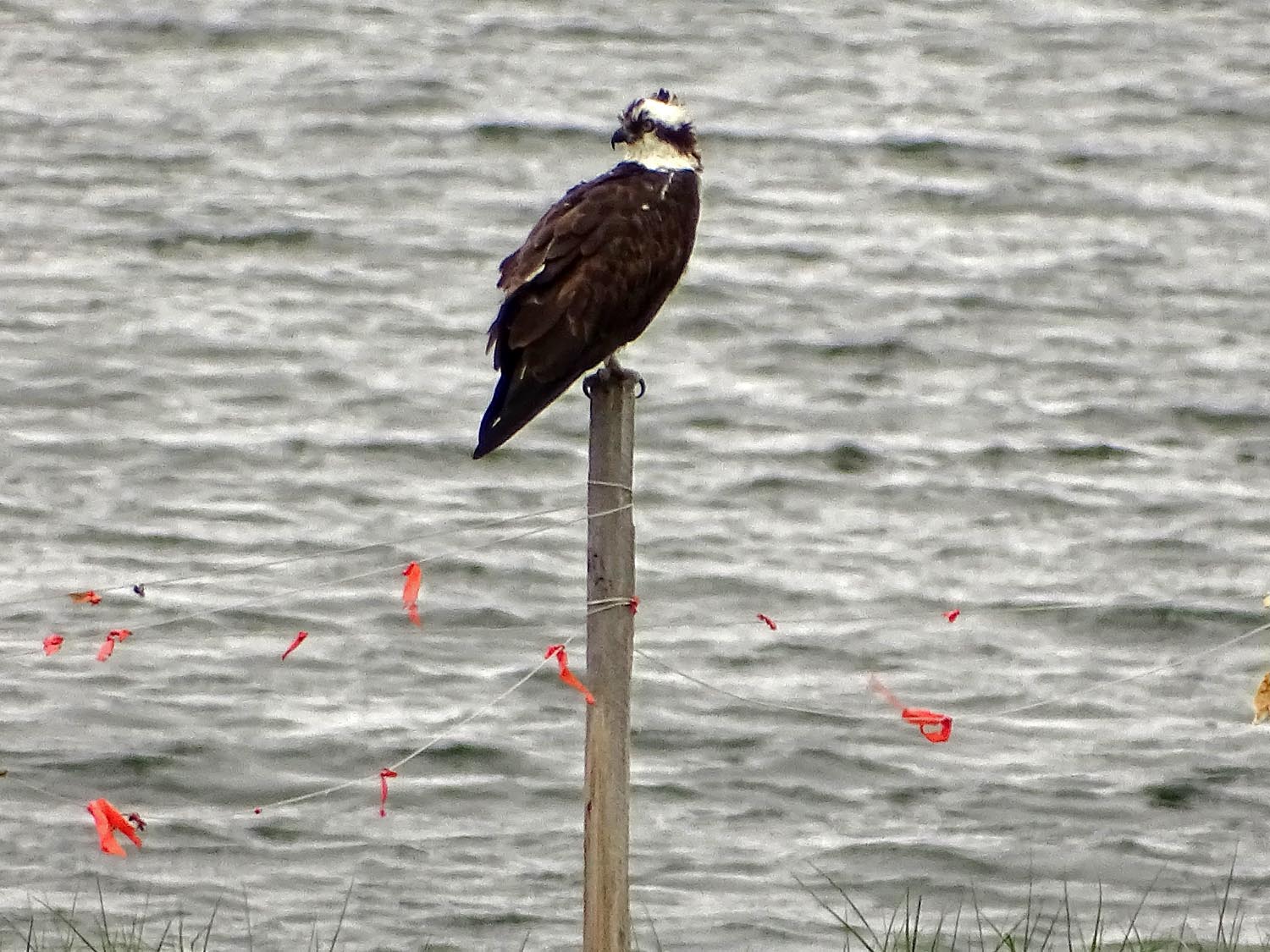 Ospreys 1500 5-30-2017 200P.jpg