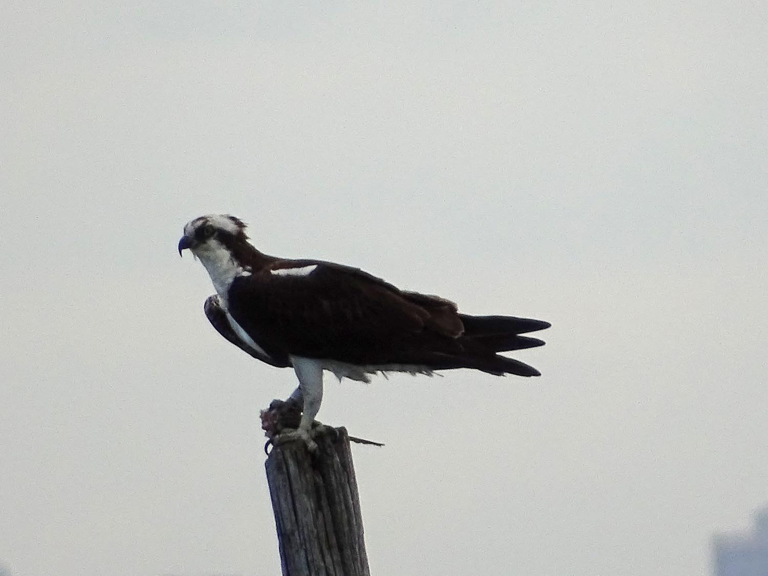 Ospreys 1500 6-1-2017 JB 022P.jpg