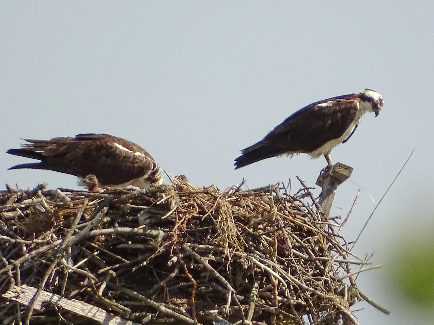 Ospreys 1500 6-1-2017 JB 185P.jpg