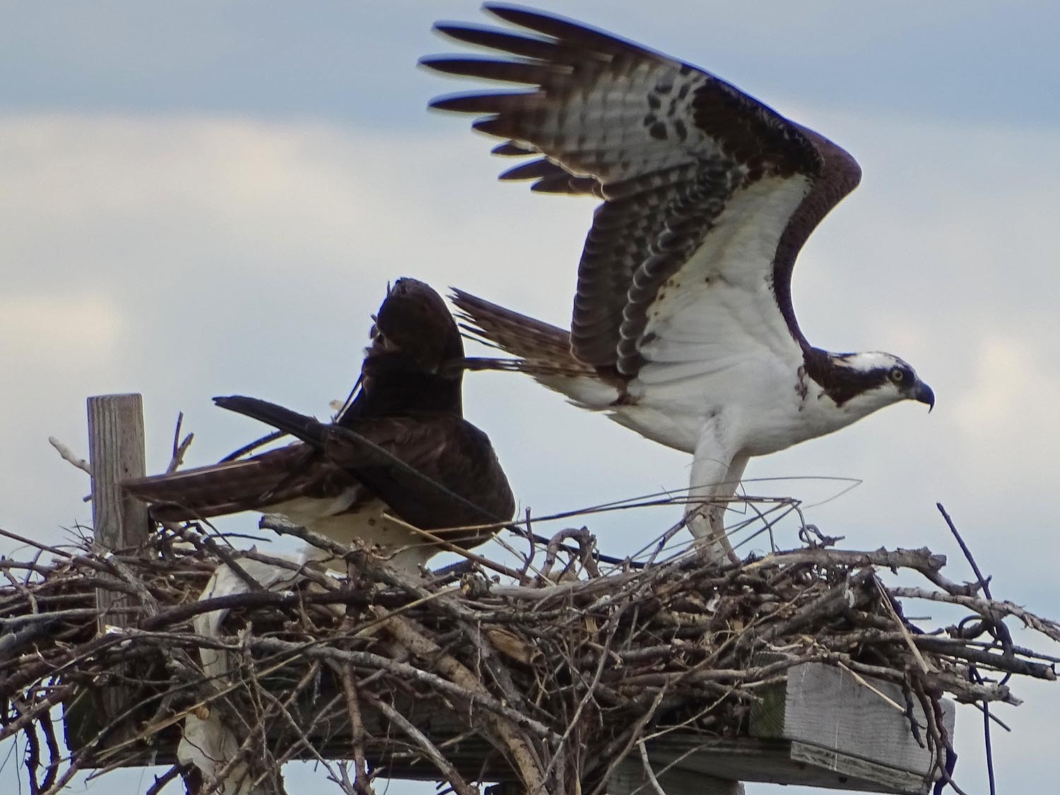 Ospreys 1500 6-7-2017 111P.jpg