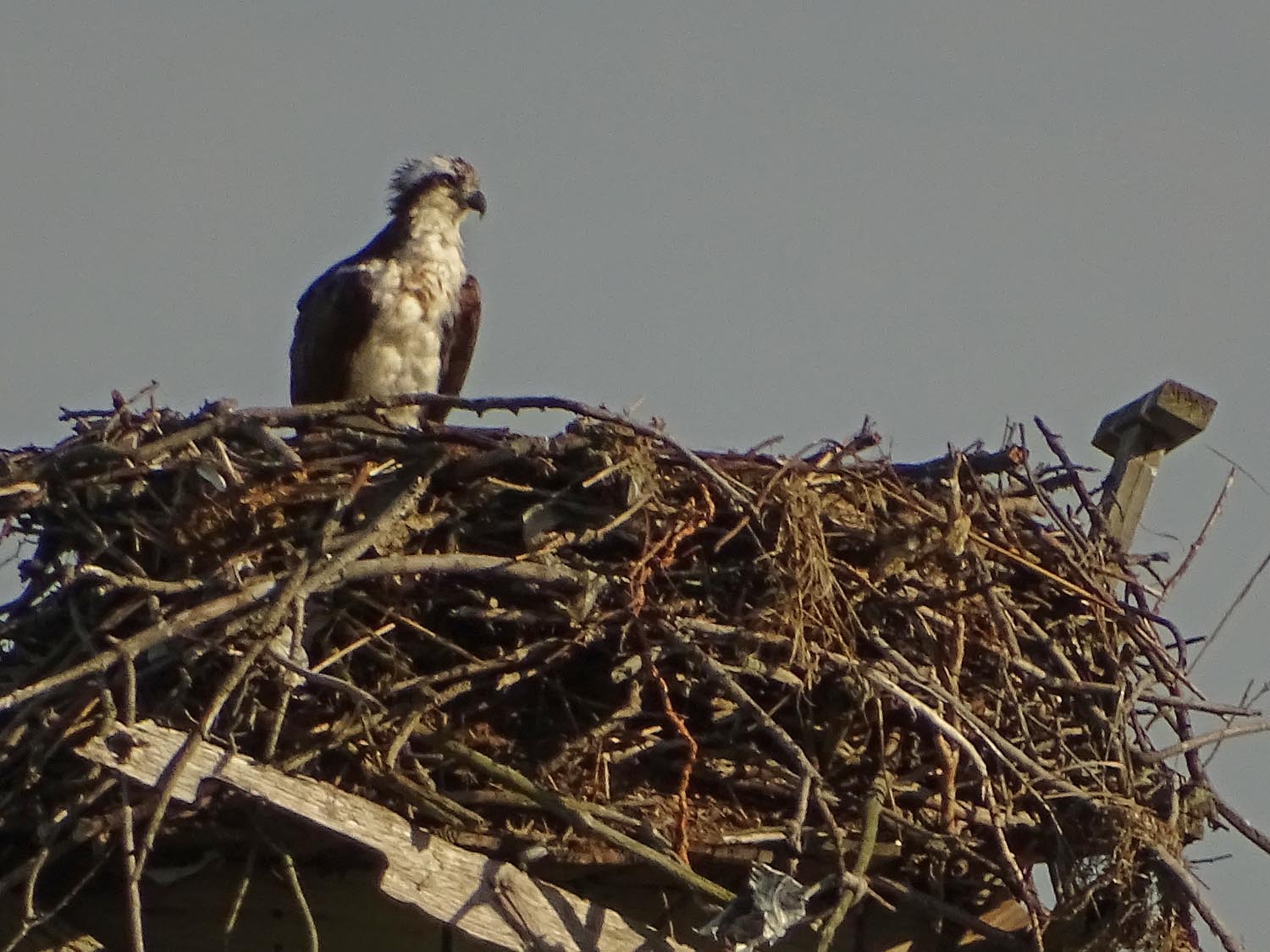 Ospreys 1500 6-1-2017 JB 310P.jpg