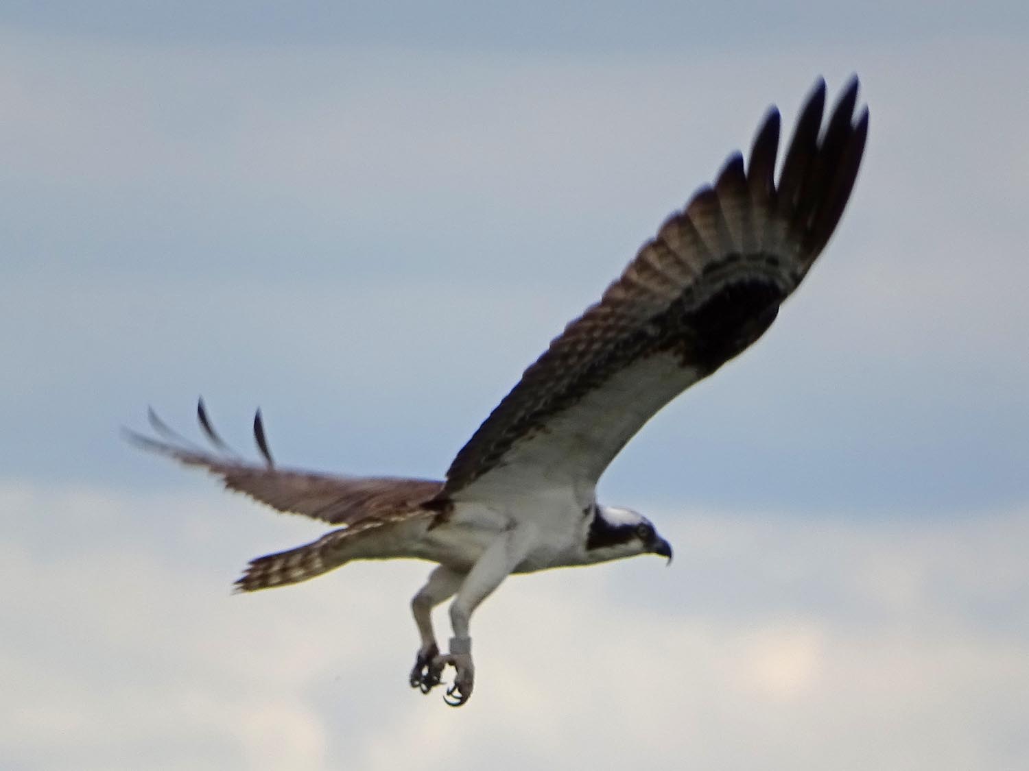 Ospreys 1500 6-7-2017 112P.jpg