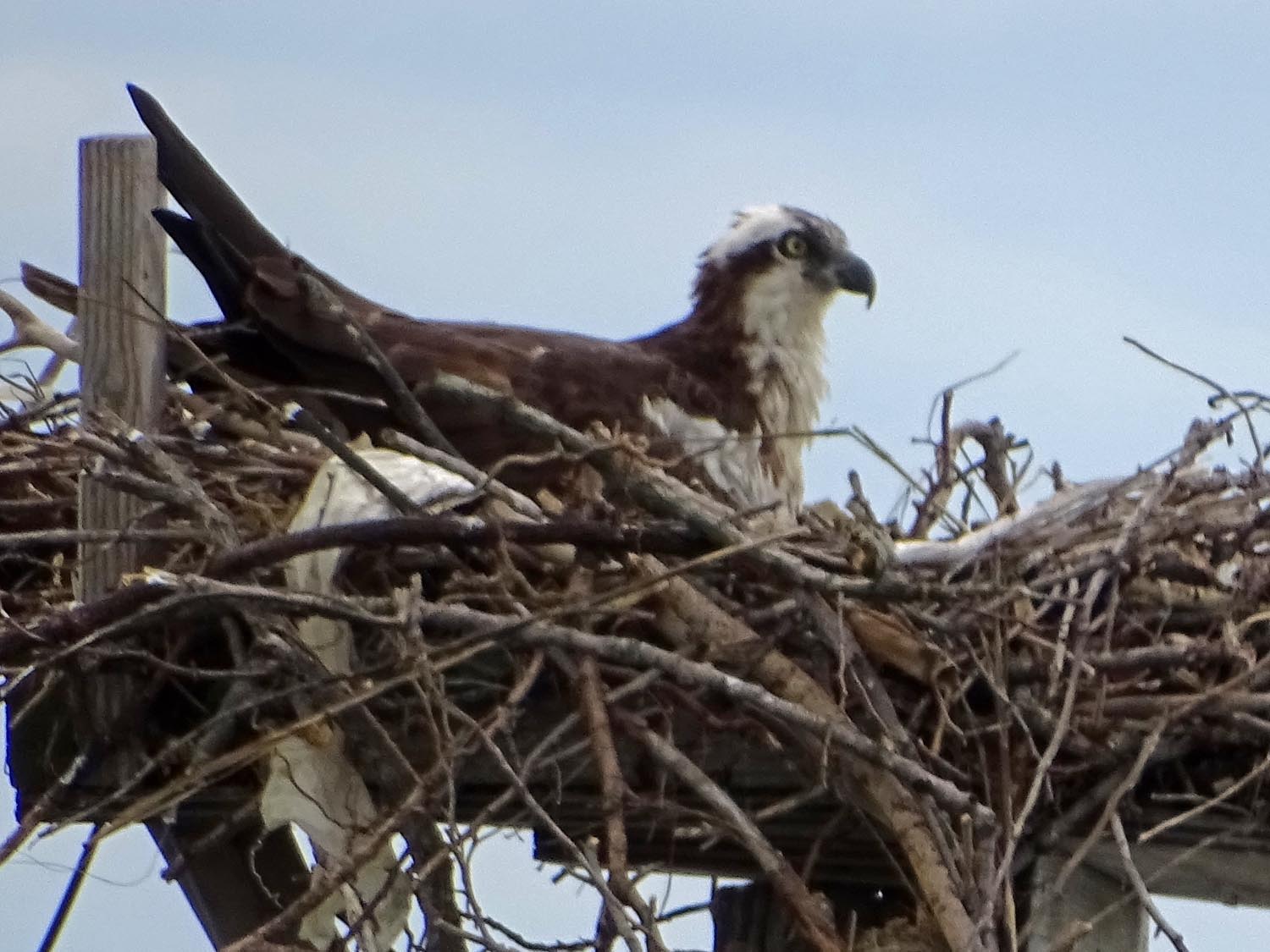 Ospreys 1500 6-7-2017 242P.jpg