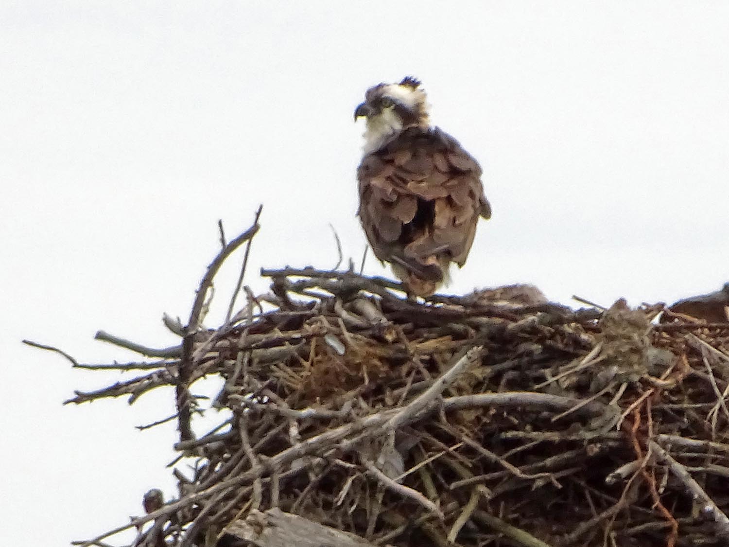 Ospreys 1500 6-7-2017 291P.jpg