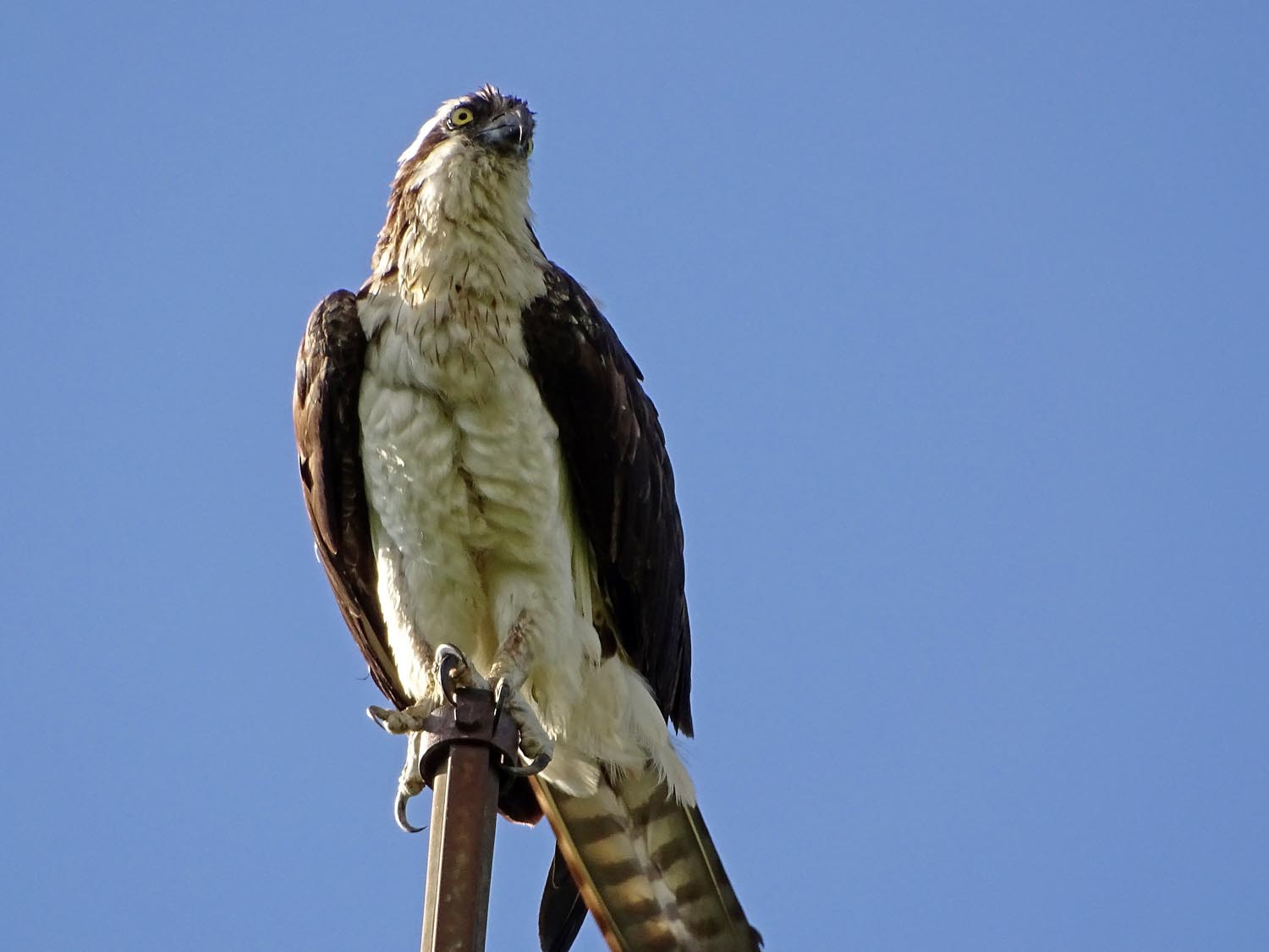 Ospreys 1500 6-7-2017 428P.jpg