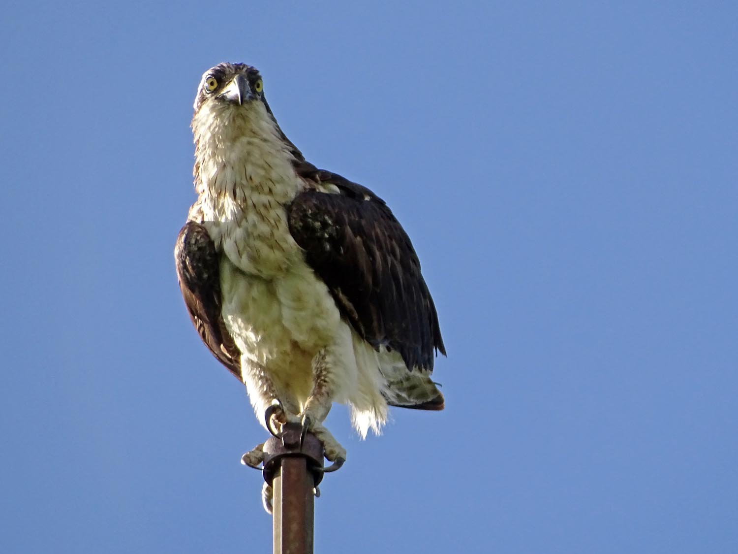 Ospreys 1500 6-7-2017 432P.jpg