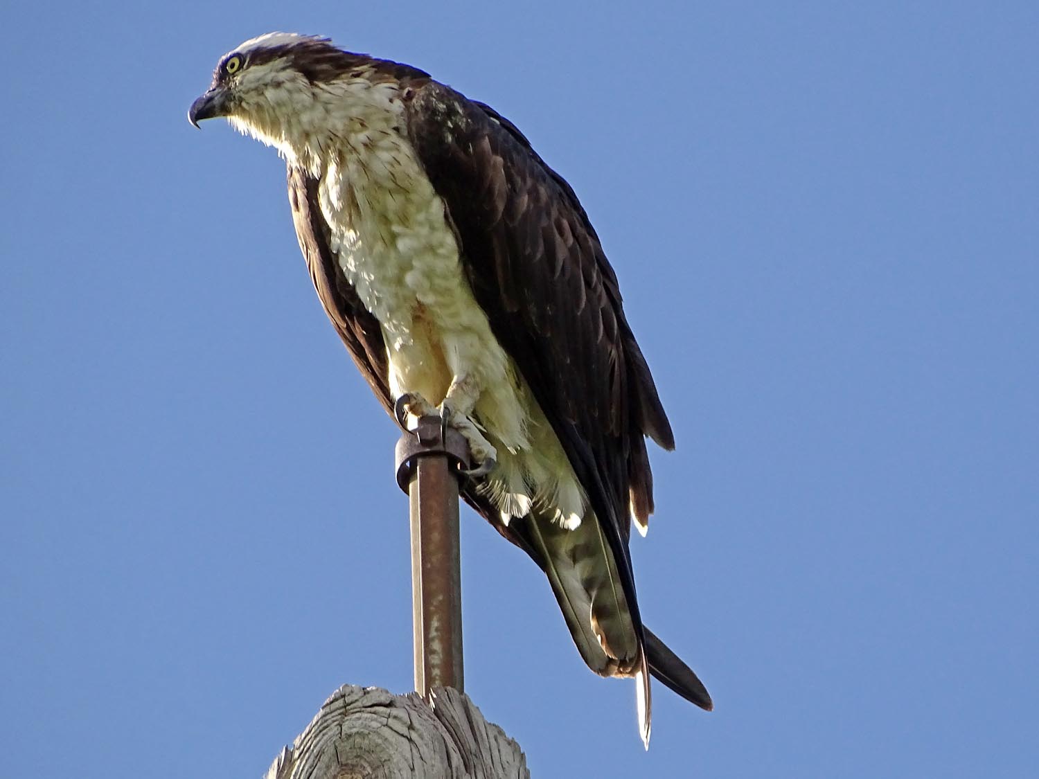 Ospreys 1500 6-7-2017 436P.jpg