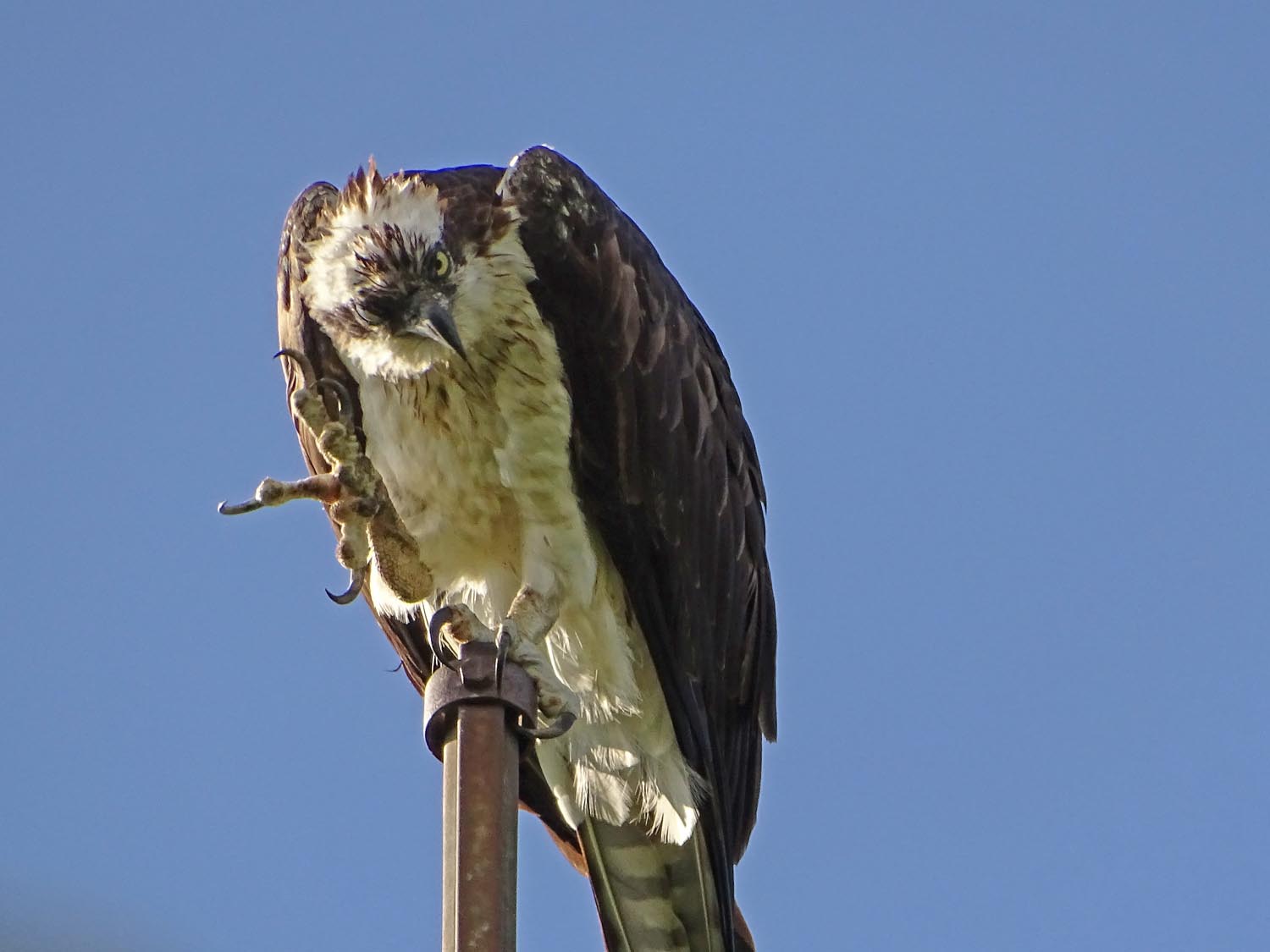 Ospreys 1500 6-7-2017 442P.jpg