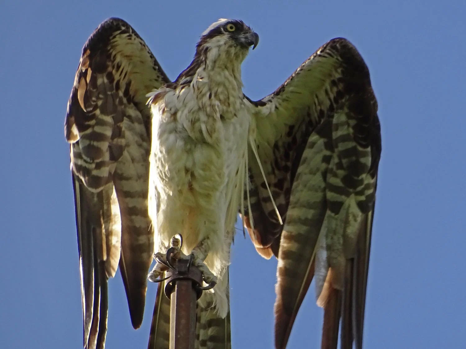 Osprey near her nest, Jamaica Bay Wildlife Refuge, June 7, 2017