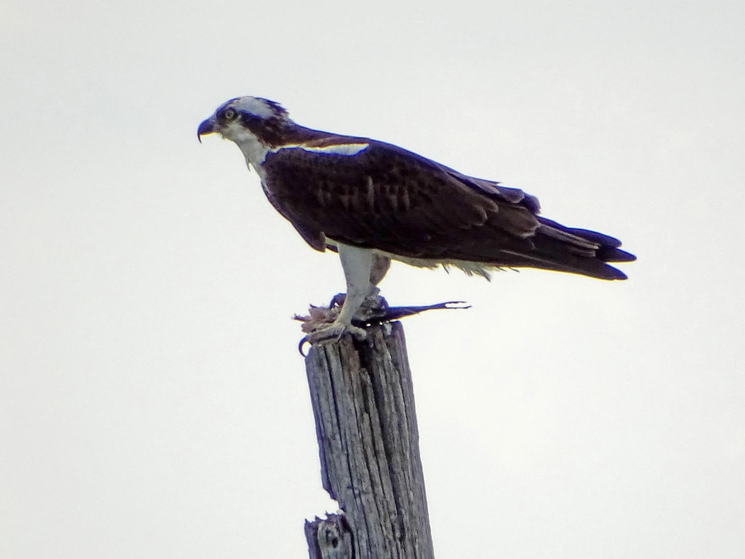 Ospreys 1500 6-1-2017 JB 081P.jpg