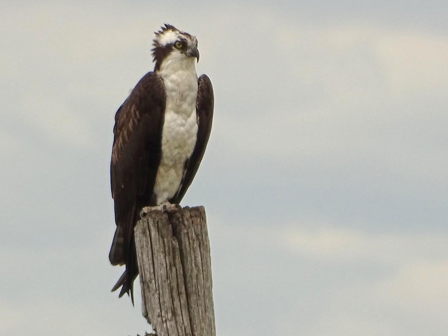 Ospreys 1500 6-7-2017 150P.jpg