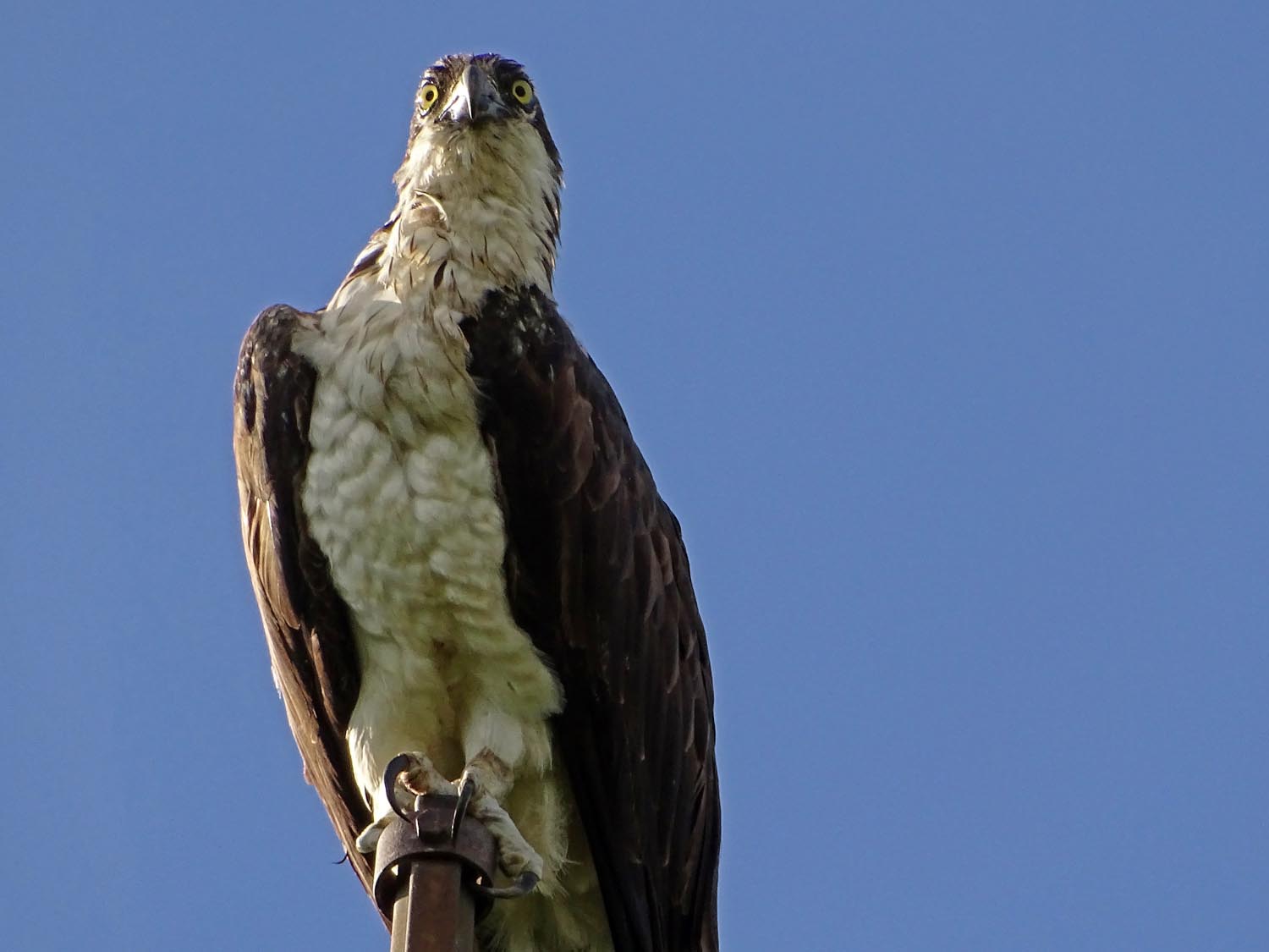 Ospreys 1500 6-7-2017 460P.jpg