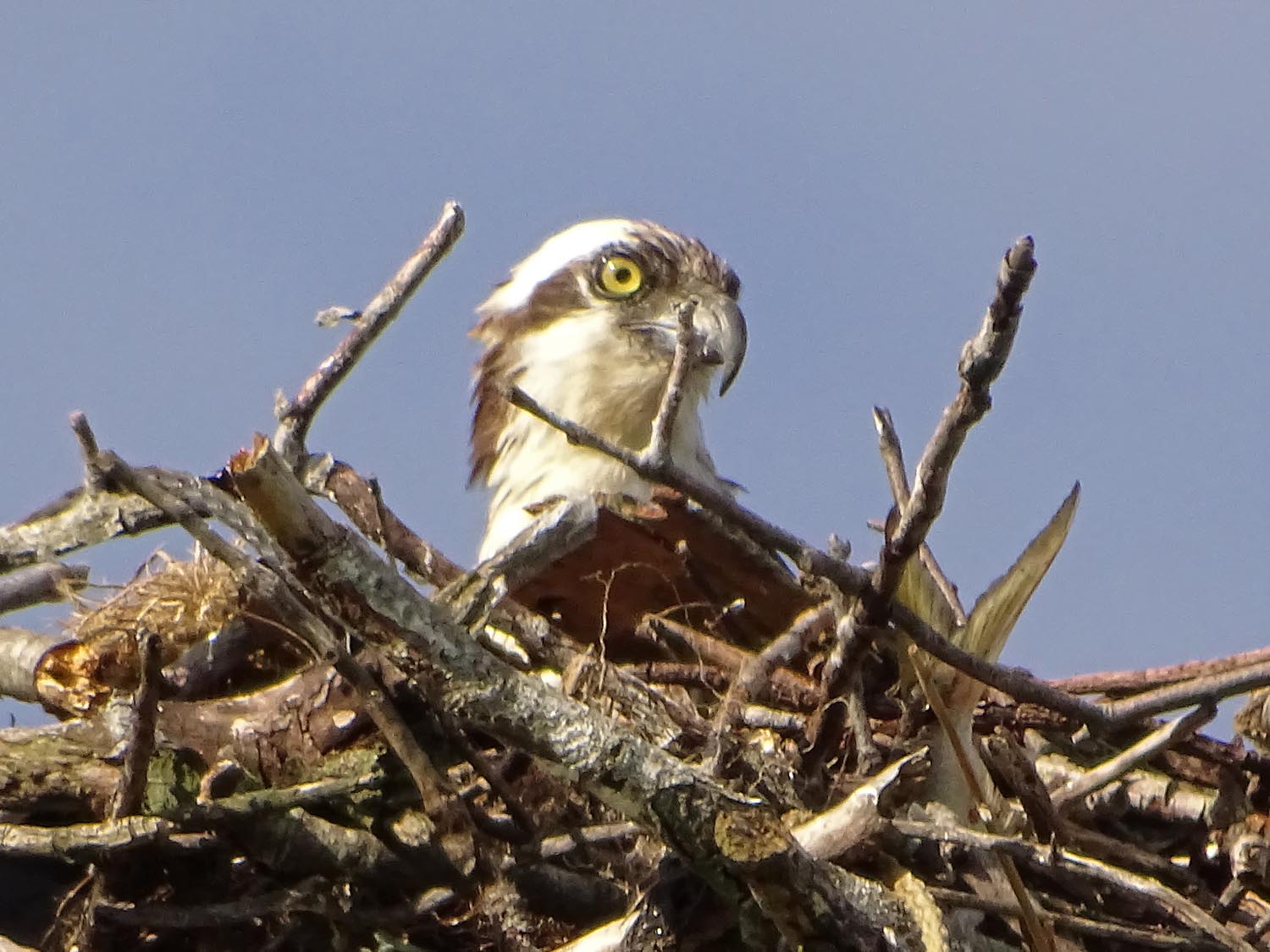 Ospreys 1500 6-7-2017 465P.jpg