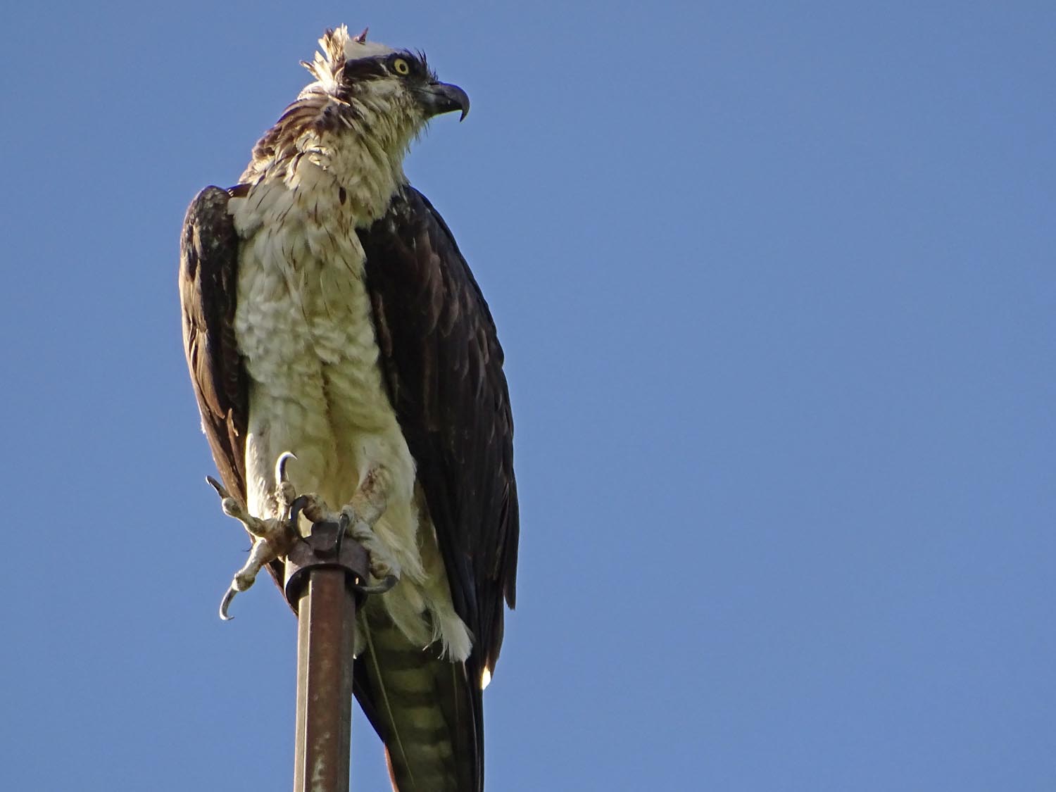 Ospreys 1500 6-7-2017 443P.jpg