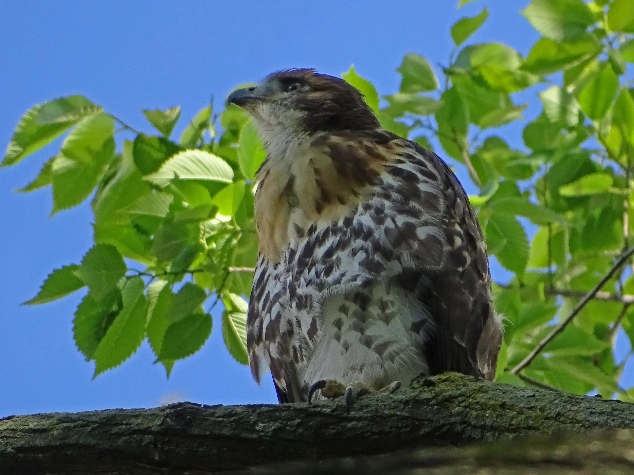 An offspring of Pale Male and Octavia in a tree next to Central Park on Fifth Avenue, June 9.
